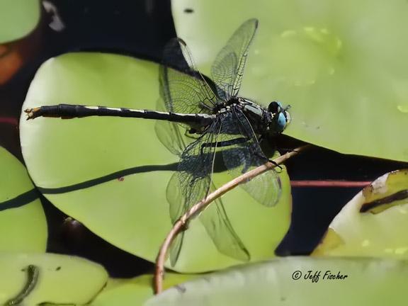 Photo of Lilypad Clubtail