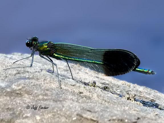 Photo of River Jewelwing