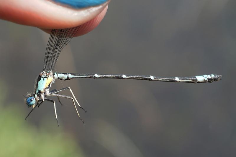 Photo of Aurora Damsel