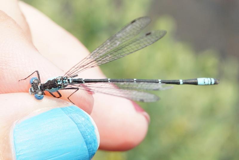 Photo of Aurora Damsel