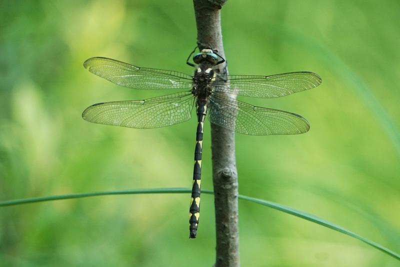 Photo of Delta-spotted Spiketail