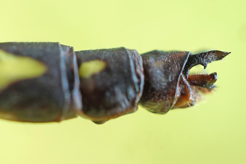 Photo of Delta-spotted Spiketail