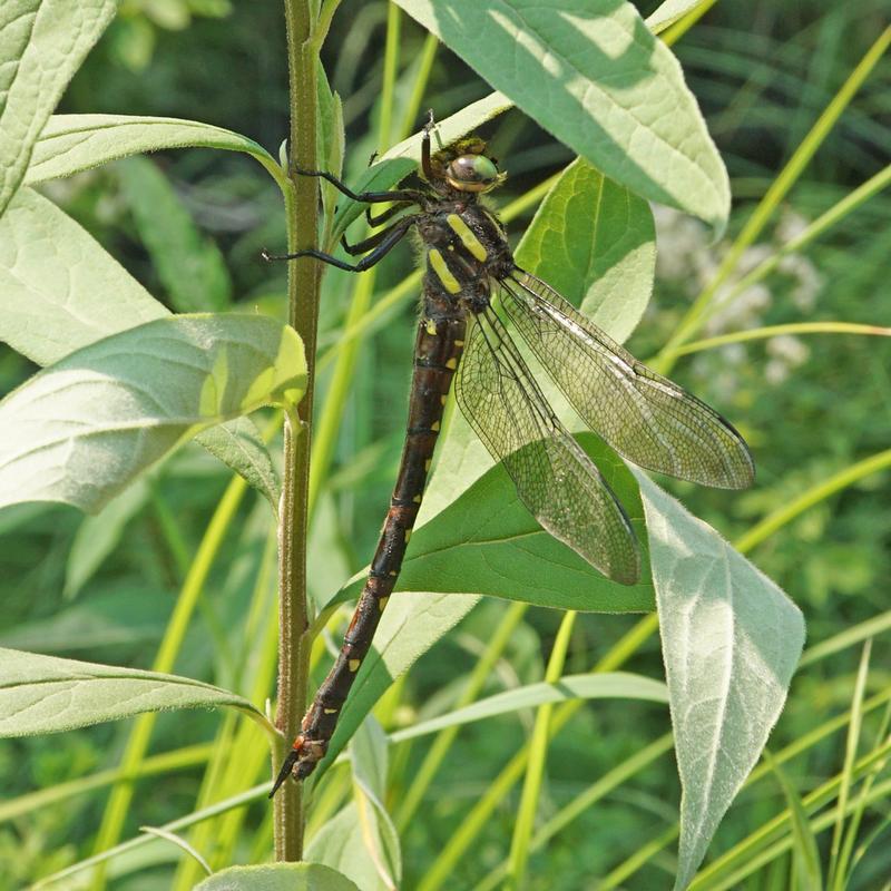 Photo of Twin-spotted Spiketail