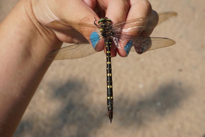 Photo of Twin-spotted Spiketail