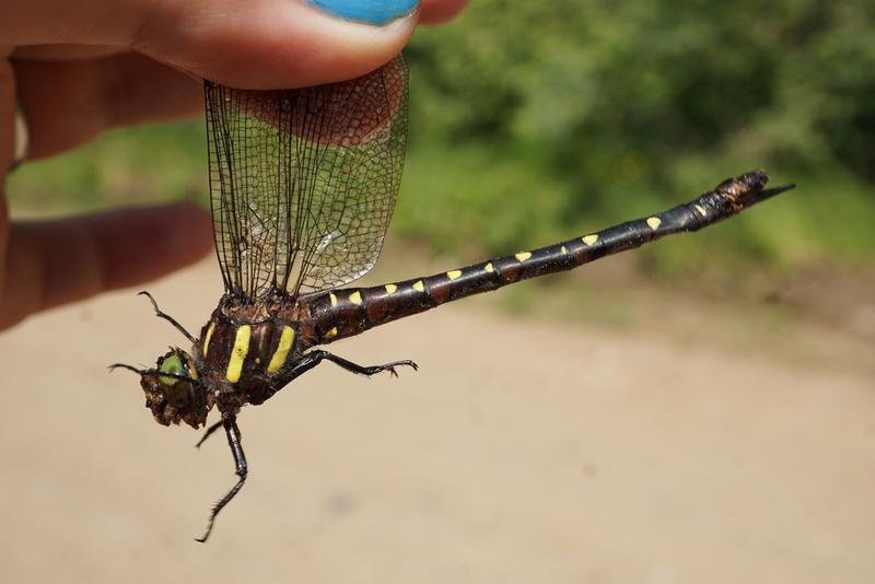 Photo of Twin-spotted Spiketail