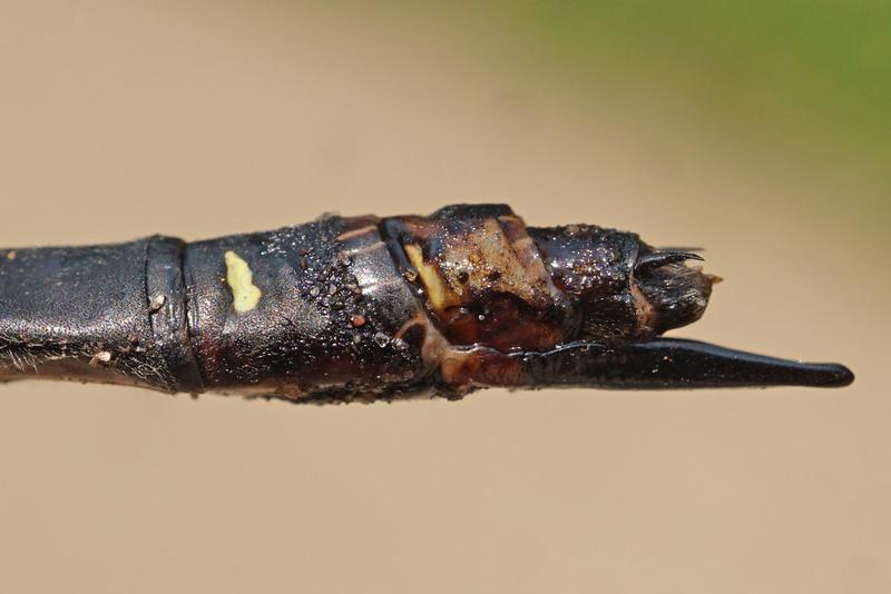 Photo of Twin-spotted Spiketail