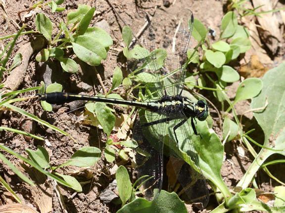 Photo of Black-shouldered Spinyleg