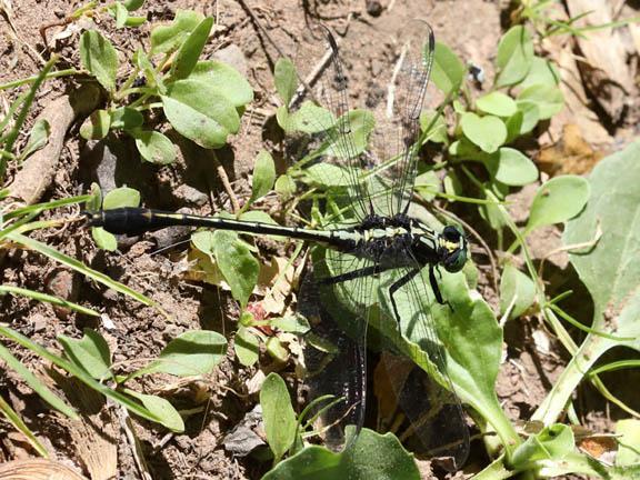 Photo of Black-shouldered Spinyleg