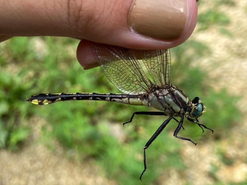 Photo of Midland Clubtail