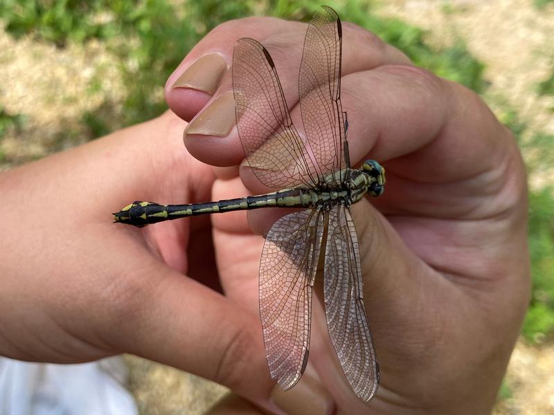 Photo of Midland Clubtail