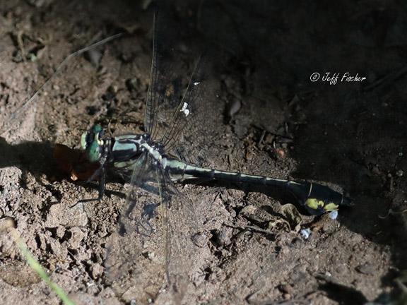 Photo of Skillet Clubtail