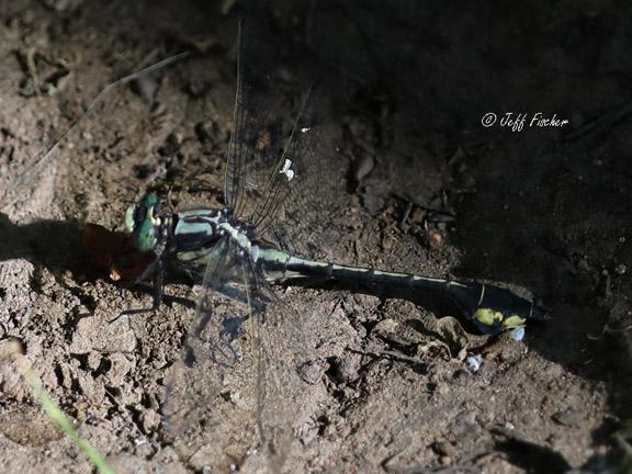 Photo of Skillet Clubtail