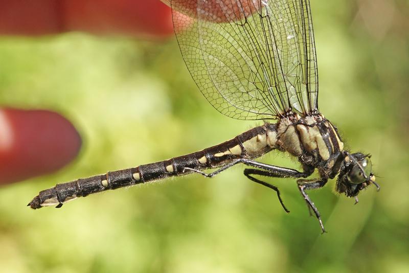 Photo of Mustached Clubtail