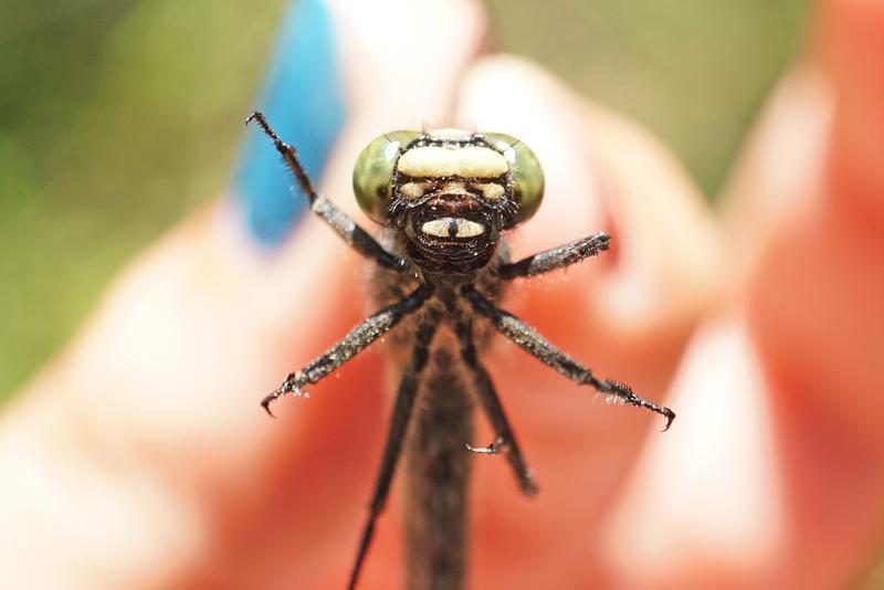 Photo of Mustached Clubtail