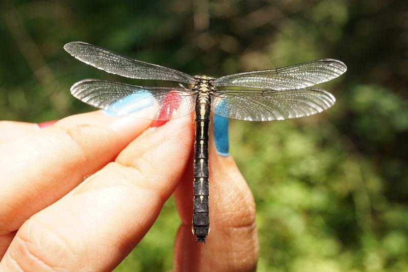 Photo of Mustached Clubtail