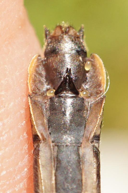 Photo of Mustached Clubtail