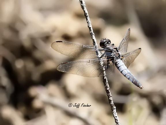 Photo of Chalk-fronted Corporal