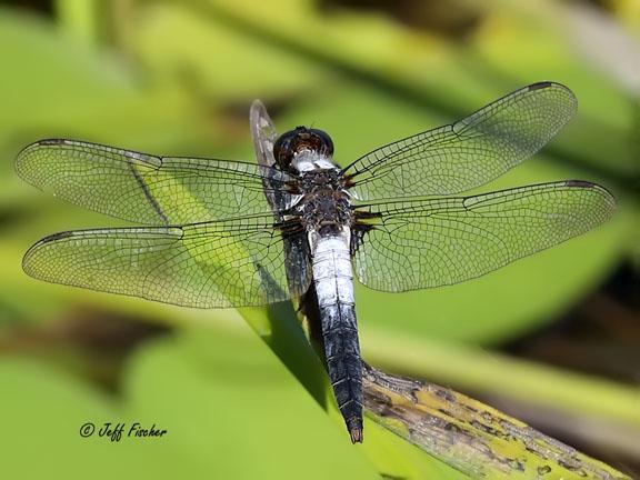 Photo of Chalk-fronted Corporal