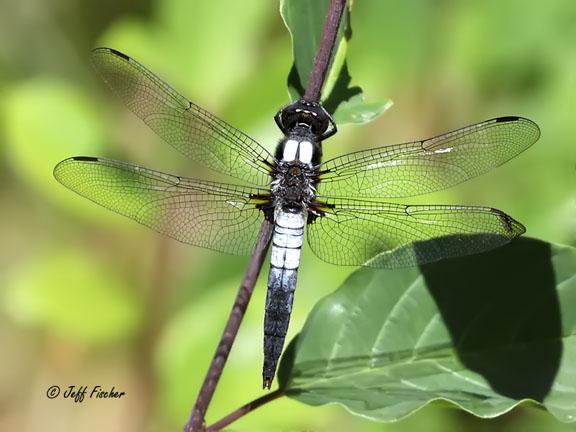 Photo of Chalk-fronted Corporal