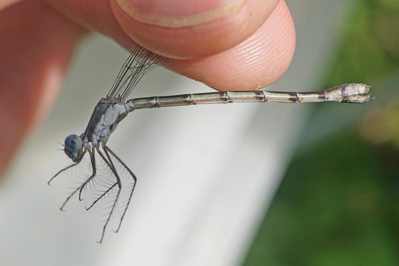 Photo of Sweetflag Spreadwing