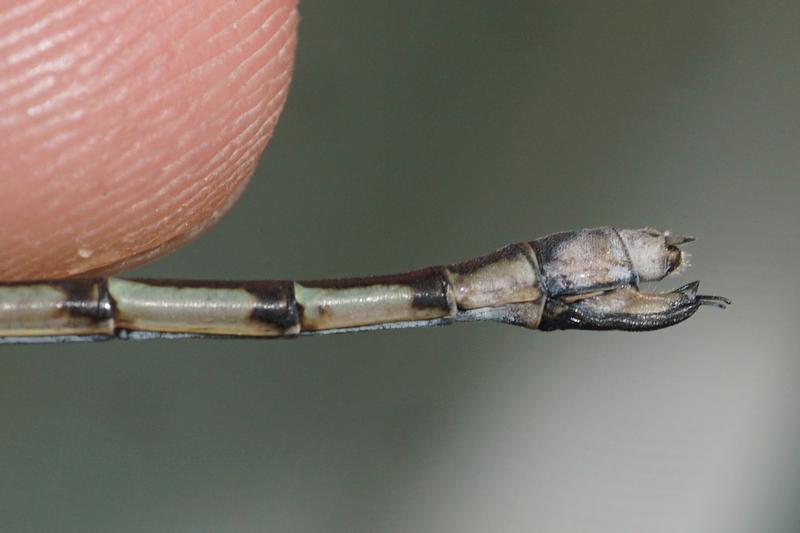 Photo of Sweetflag Spreadwing