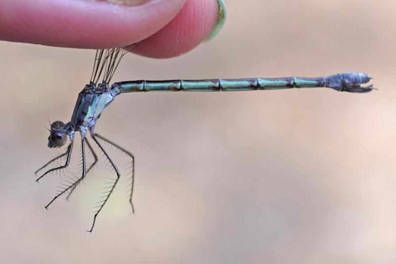 Photo of Sweetflag Spreadwing