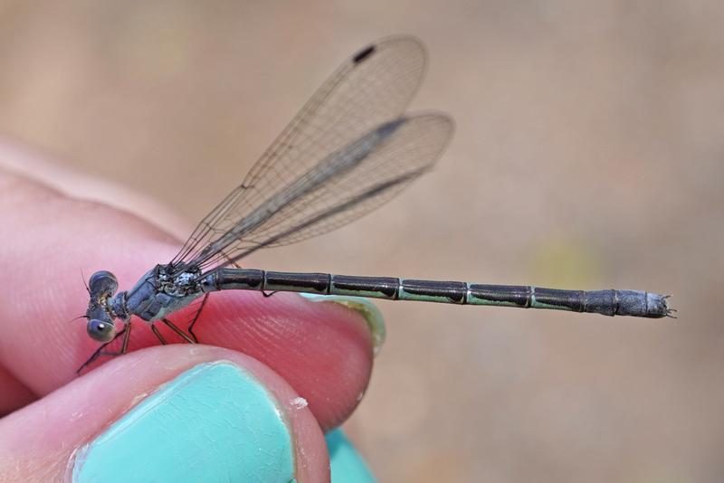 Photo of Sweetflag Spreadwing