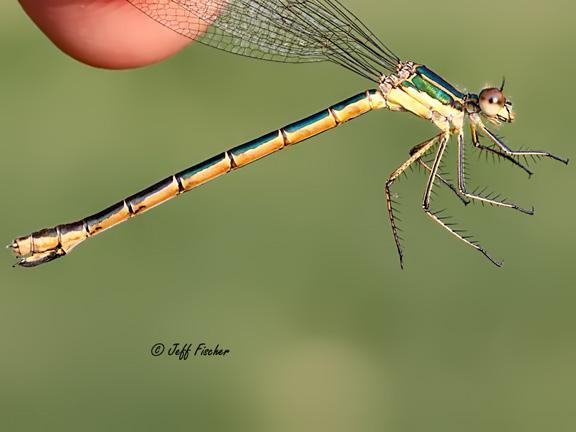 Photo of Emerald Spreadwing