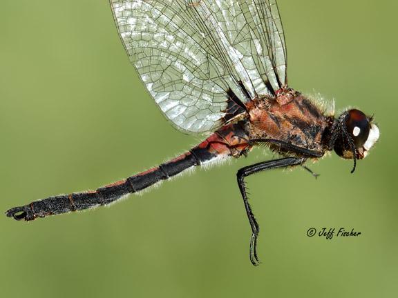 Photo of Hudsonian Whiteface