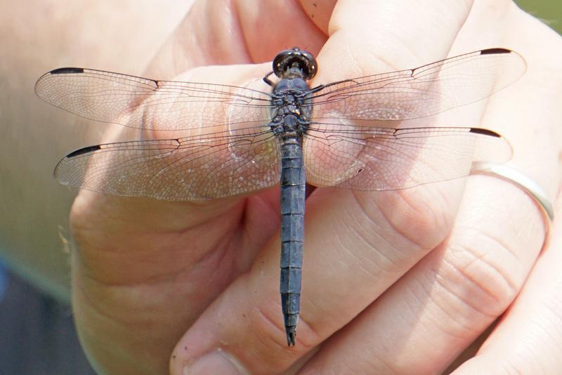 Photo of Slaty Skimmer