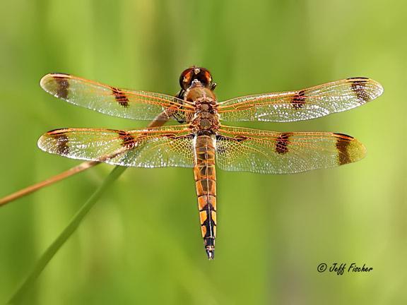 Photo of Painted Skimmer