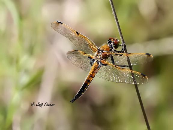 Photo of Four-spotted Skimmer