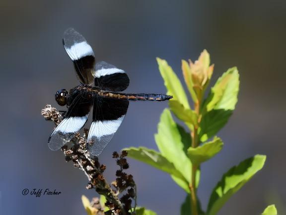 Photo of Widow Skimmer