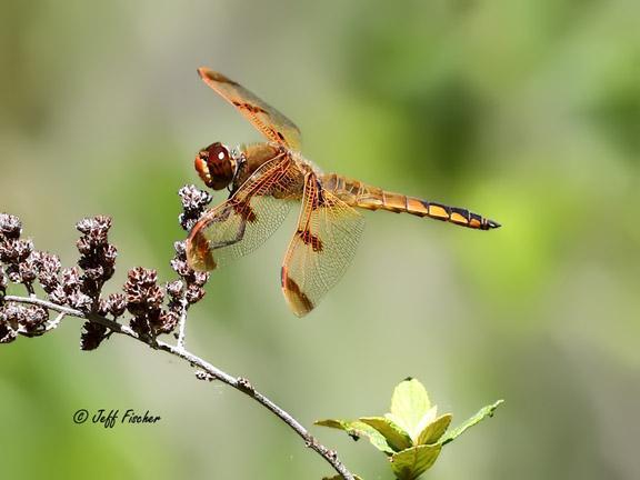 Photo of Painted Skimmer