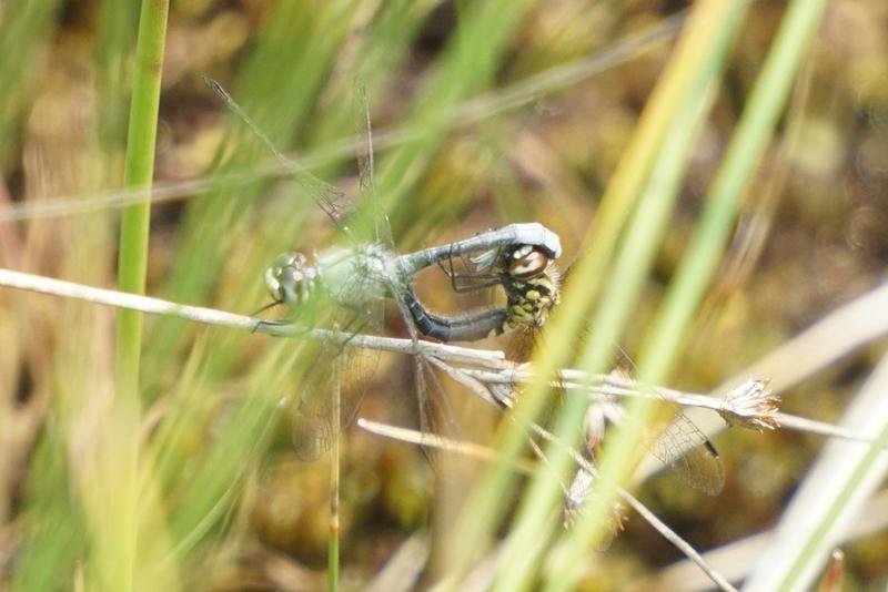 Photo of Elfin Skimmer