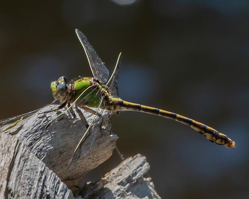 Photo of Sioux Snaketail