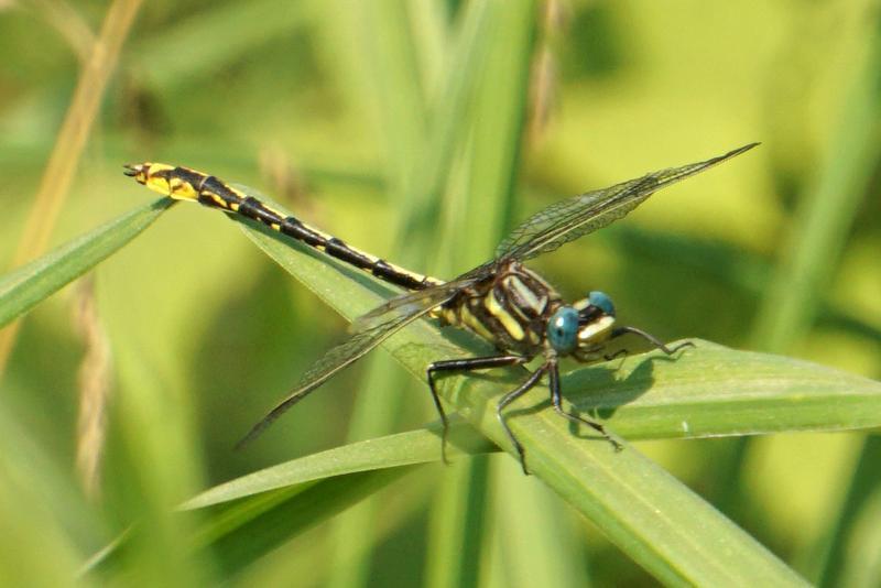 Photo of Lancet Clubtail