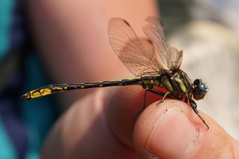 Photo of Lancet Clubtail