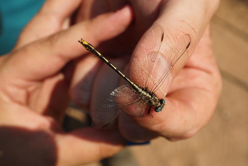 Photo of Lancet Clubtail