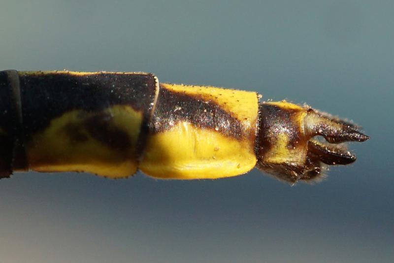 Photo of Lancet Clubtail