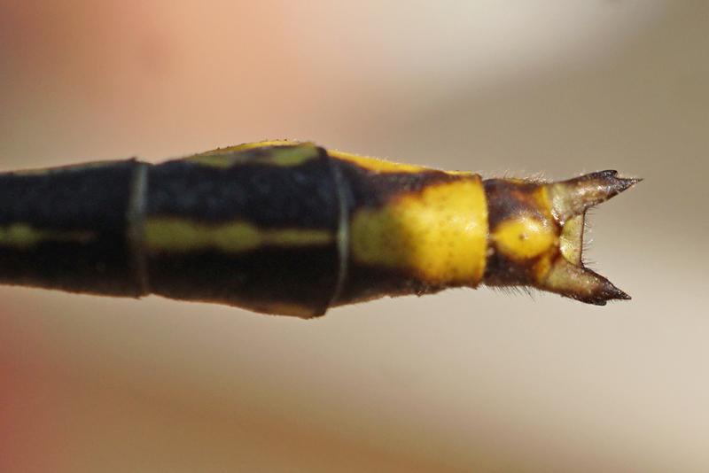 Photo of Lancet Clubtail