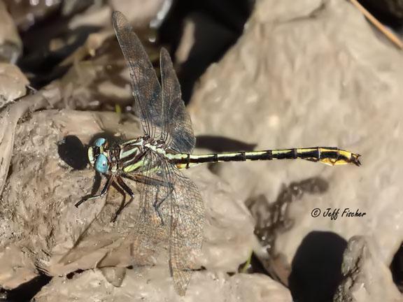 Photo of Lancet Clubtail