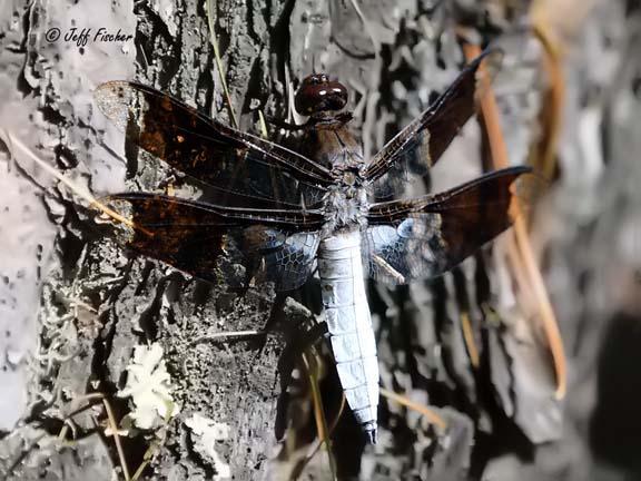 Photo of Common Whitetail