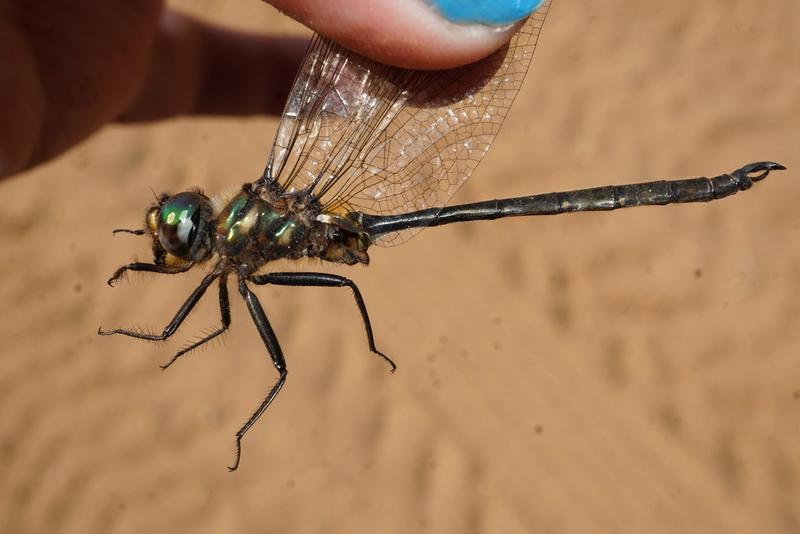 Photo of Forcipate Emerald