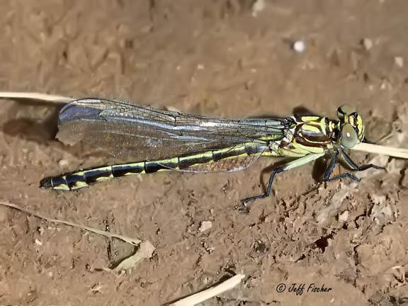 Photo of Riverine Clubtail