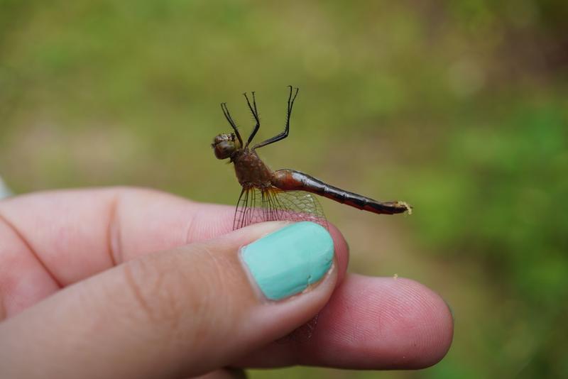 Photo of Ruby Meadowhawk