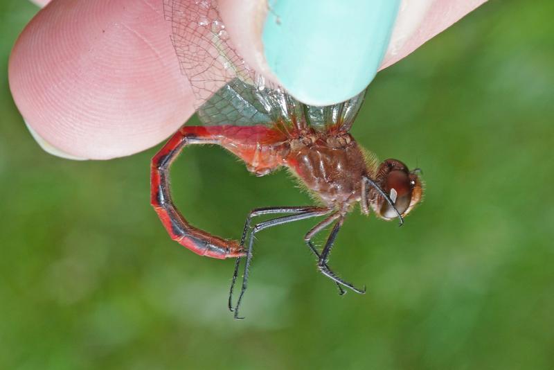 Photo of Ruby Meadowhawk