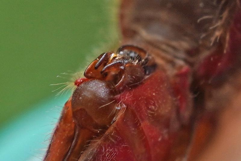 Photo of Ruby Meadowhawk