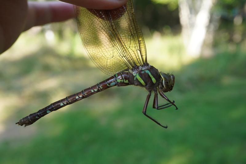 Photo of Shadow Darner