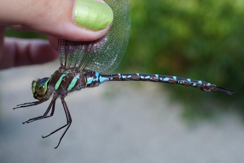 Photo of Black-tipped Darner
